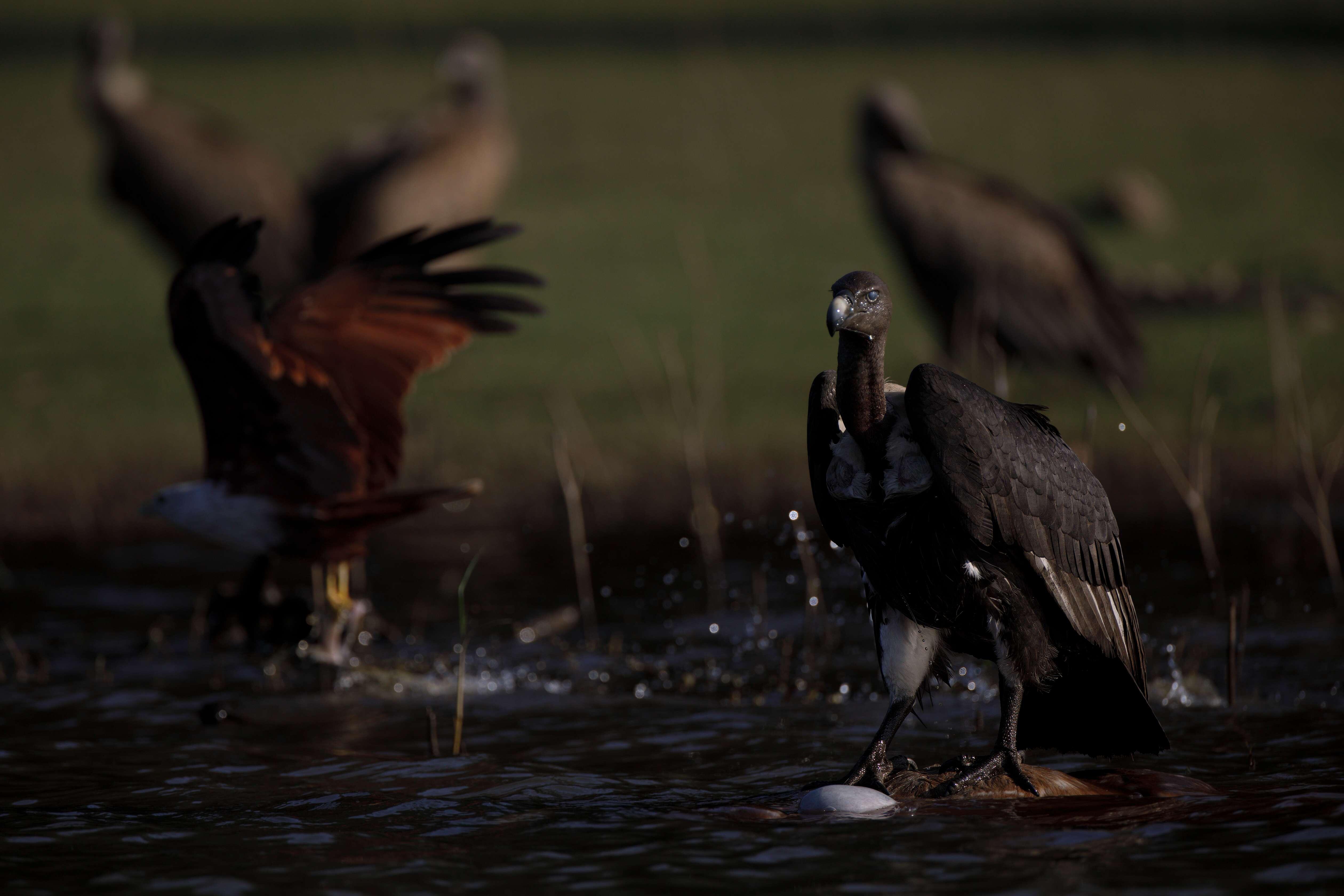 A vulture stands atop their prey in shallow water as other birds cool off in the background