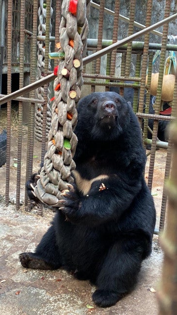 Bear on a bear bile farm in South Korea