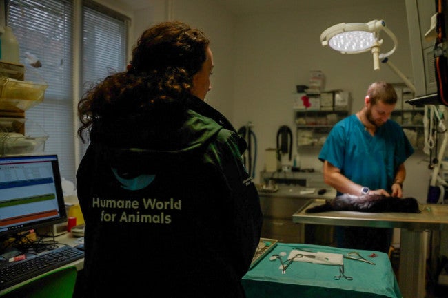 Vet Ebeling performes a neutering surgery on a street cat in Potsdam Germany.