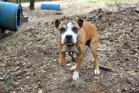 Dog from alleged dogfighting case in Florida
