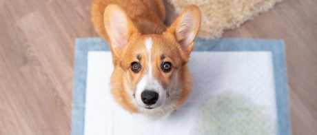 Corgi using a wet pad to potty train a puppy