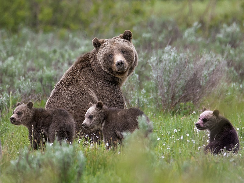 Photo of Grizzly 399 in Grand Teton National Park letting her cubs play.