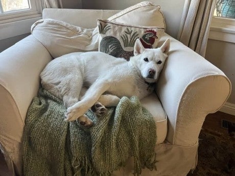 Myong, rescued from a South Korean dog meat farm