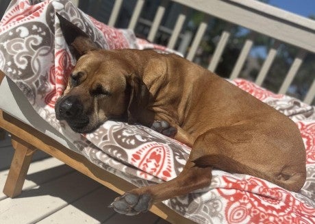 Rescued from dog meat farm 9