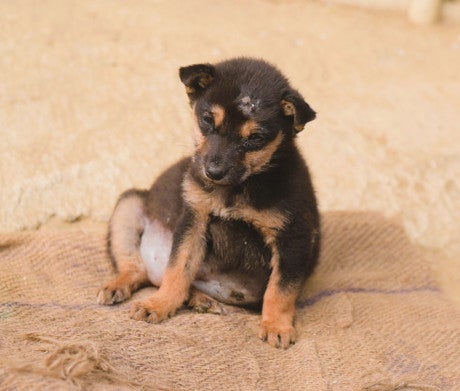 Monica, rescued on Christmas day 2025 in India