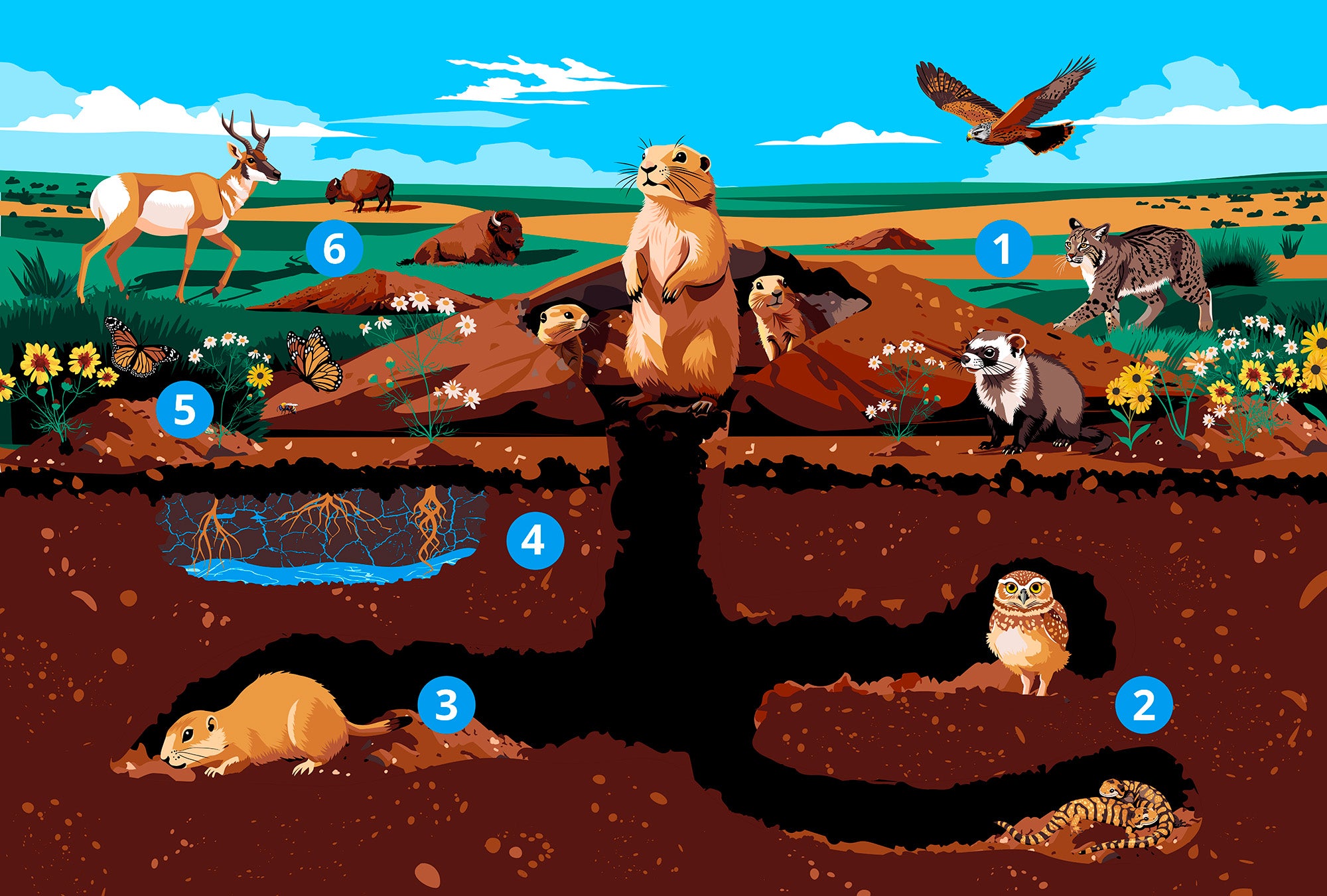 An illustration shows prairie dogs at the top of their burrow and an inside look at their tunnels. Raptors, black-footed ferrets, pronghorns, burrowing owls and other animals populate the prairie and tunnels around the prairie dogs.
