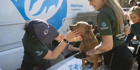 Humane World for Animals assists the South Carolina Law Enforcement Division with two alleged dogfighting seizures in rural Chester County, S.C., Nov. 5, 2025