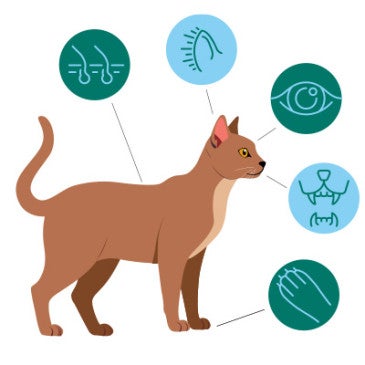 Illustration of a brown cat with five circular icons showing close-ups of fur, whiskers, eye, teeth, and paw.