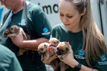 Rescued from suspected dogfighting