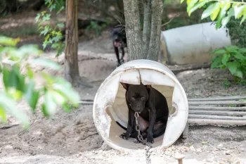 Rescued from dogfighting