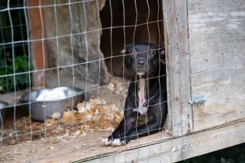 Rescued from dogfighting