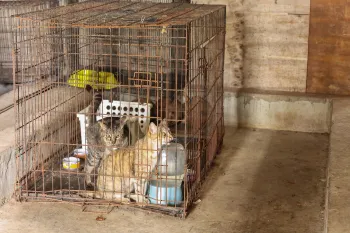 Cats after Hurricane Melissa in Jamaica