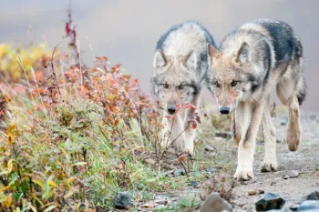 Two half-grown Gray Wolves from the Grant Creek Pack walking in Denali National Park