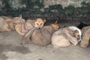 Victims of the dog meat trade in India