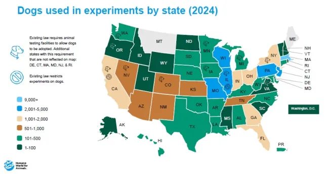 2024 dogs used in experiments