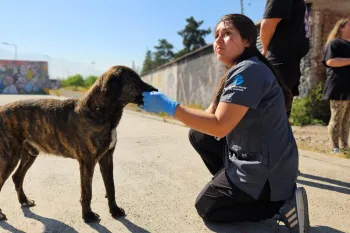Chile Field Visit: Spay/Neuter & Wellness program Northern and Metropolitan Regions