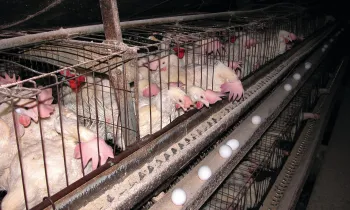 Hens in battery cages