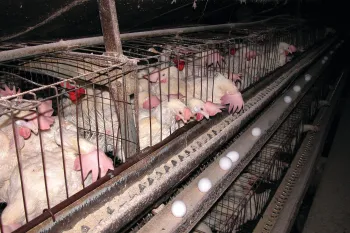 Hens in battery cages