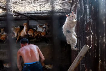 Cats at a slaughterhouse in Yulin, China