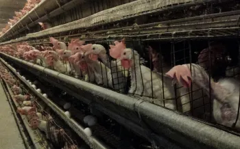 Approximately 45,000 hens are crammed into wire battery cages in each of the Hillandale barns where Humane World for Animals investigator worked.