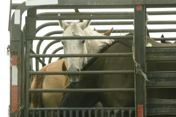 Horses in trailer headed to slaughterhouse