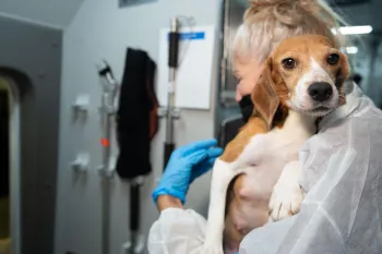 A woman holds a beagle