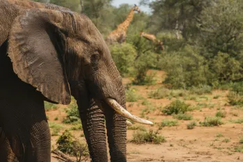A young elephant bulll on Wednesday, March 21, 2018 at the Makalali Game Reserve, South Africa. (Waldo Swiegers/AP Images for Humane Society International)