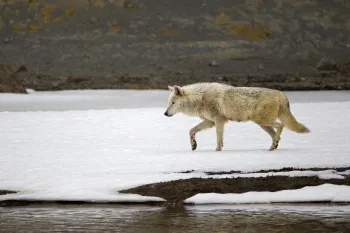 Wild wolf at Yellowstone National Park in Wyoming.