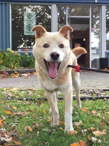 Dog at Canada rehab facility
