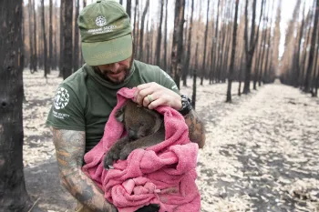 Rescuer holds koala after wildfires