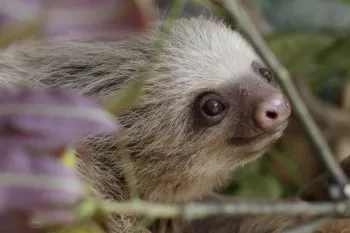 An orphaned baby Sloth is seen as Humane Journeys: Costa Rica team members visit the ZooAve on Saturday, Feb. 1, 2020 in La Garita of Alajuela, Costa Rica. (Kent Gilbert/AP Images for HSUS)
