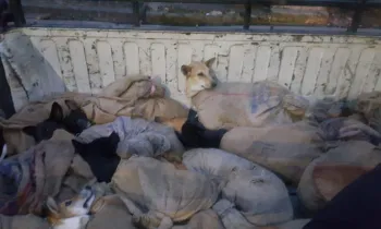 Dogs caught up in the dog meat trade in India