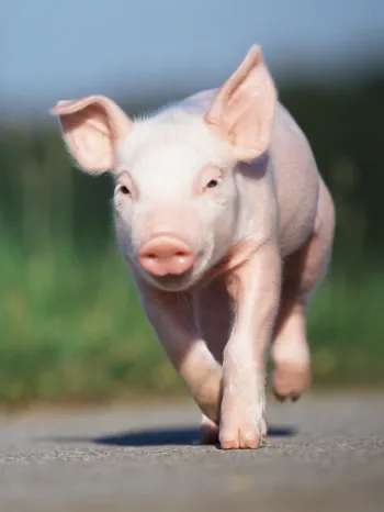 Cute pig running outside in the sun