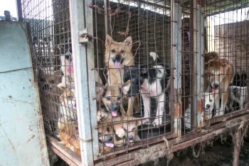 Dogs on a dog meat farm in South Korea.
