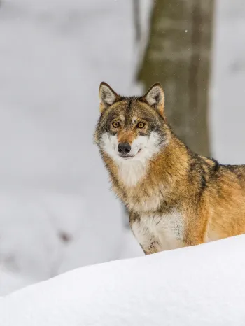 wolf in snow
