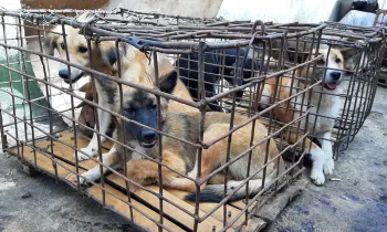 Caught up in the Indonesian dog meat trade