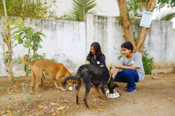 People feeding community dogs