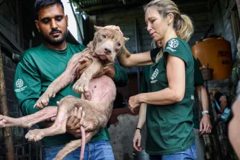 Our team saves a dog during rescue we organized involving the closure of a dog and cat slaughterhouse in Tomohon, North Sulawesi, Indonesia. 