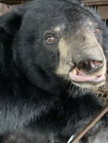 Bear on a bear bile farm in South Korea