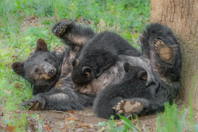 Mother black bear nursing two cubs of the year
