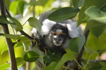 George, male marmoset rescued from the pet trade