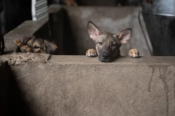 Dog meat in Viet Nam