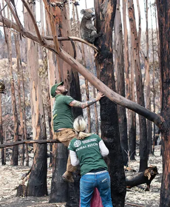 Adam Parascandola helping to rescue a koala affected by Australia's 2020 wildfires on Kangaroo Island.