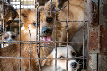 Dog behind bars, part of the cruel dog and cat meat trade