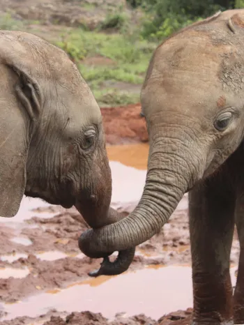 Two elephants in the wild