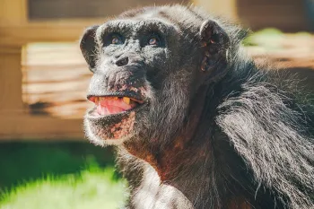 a chimpanzee 