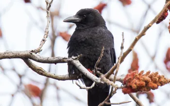American crow sitting on a branch