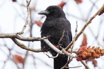 American crow sitting on a branch