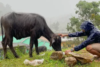Animal rescue team cares for cow affected by the Wayanad landslides
