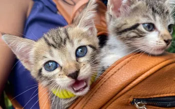 Two kittens in a backpack